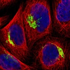 Immunofluorescent staining of human cell line A-431 shows localization to the Golgi apparatus.