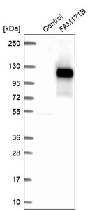Western blot analysis in control (vector only transfected HEK293T lysate) and FAM171B over-expression lysate (Co-expressed with a C-terminal myc-DDK tag (~3.1 kDa) in mammalian HEK293T cells, LY406170).