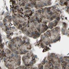 Immunohistochemical staining of human pancreas using Anti-CYB5R1 antibody HPA010641.