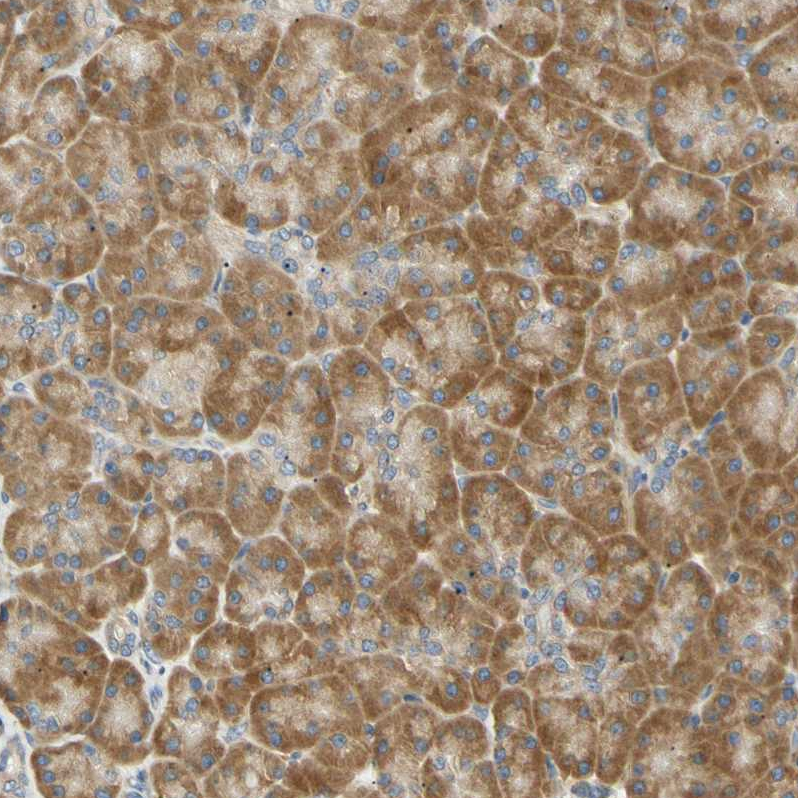 Anti-DNAJB12 Antibody