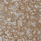 Anti-DNAJB12 Antibody