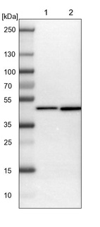 Anti-DNAJB12 Antibody