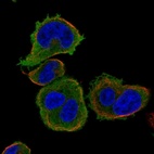 Immunofluorescent staining of human cell line HEL shows localization to plasma membrane.