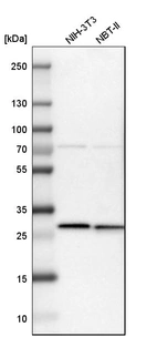 Western blot analysis in mouse cell line NIH-3T3 and rat cell line NBT-II.
