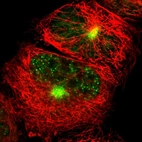 Immunofluorescent staining of human cell line A-431 shows localization to nuclear speckles & microtubule organizing center.