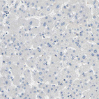 Anti-TMEM59L Antibody