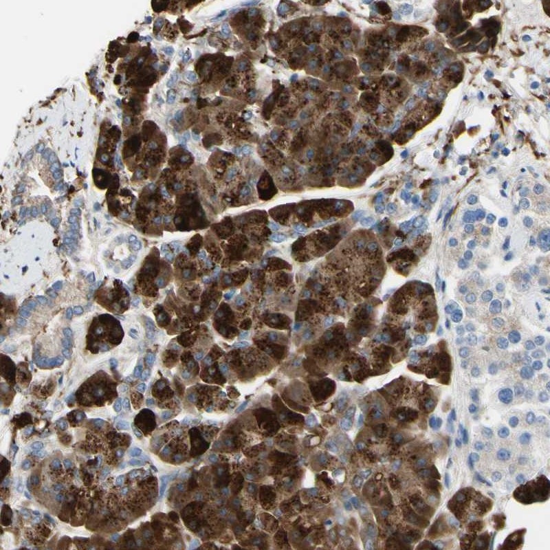 Anti-NCBP2L Antibody