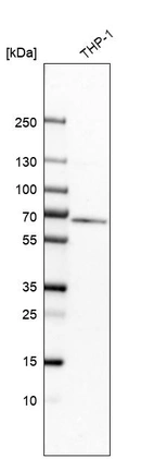 Western blot analysis in human cell line THP-1.