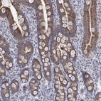Immunohistochemical staining of human small intestine shows strong granular cytoplasmic positivity in glandular cells.