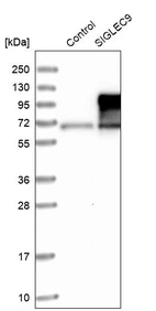 Western blot analysis in control (vector only transfected HEK293T lysate) and SIGLEC9 over-expression lysate (Co-expressed with a C-terminal myc-DDK tag (~3.1 kDa) in mammalian HEK293T cells, LY402335).