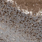 Immunohistochemical staining of human cerebellum shows positivity in neuronal cells.