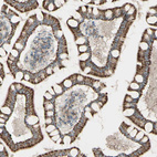 Immunohistochemical staining of human small intestine shows positivity in glandular cells.