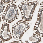 Immunohistochemical staining of human small intestine shows positivity in glandular cells.