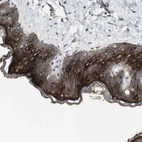 Immunohistochemical staining of human skin shows strong cytoplasmic positivity in squamous epithelial cells.