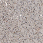 Immunohistochemical staining of human pancreas shows weak membranous and cytoplasmic positivity in exocrine glandular cells.