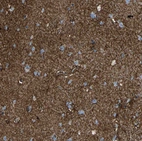 Immunohistochemical staining of human cerebral cortex shows strong positivity in neuropil.