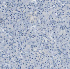 Immunohistochemical staining of human pancreas shows no positivity in exocrine glandular cells as expected.