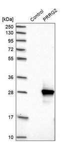 Anti-PRRG2 Antibody