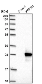 Western blot analysis in control (vector only transfected HEK293T lysate) and PRRG2 over-expression lysate (Co-expressed with a C-terminal myc-DDK tag (~3.1 kDa) in mammalian HEK293T cells, LY424446).