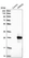 Anti-PRRG2 Antibody