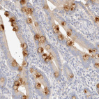 Immunohistochemical staining of human duodenum shows strong cytoplasmic positivity in goblet cells.