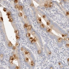 Immunohistochemical staining of human duodenum shows strong cytoplasmic positivity in goblet cells.