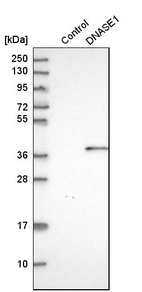 Anti-DNASE1 Antibody