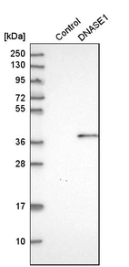 Western blot analysis in control (vector only transfected HEK293T lysate) and DNASE1 over-expression lysate (Co-expressed with a C-terminal myc-DDK tag (~3.1 kDa) in mammalian HEK293T cells, LY401601).