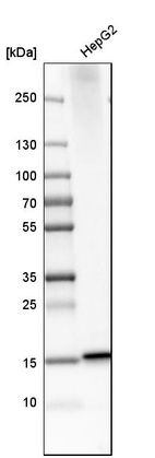 Western blot analysis in human cell line HepG2.