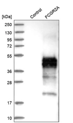 Western blot analysis in control (vector only transfected HEK293T lysate) and FCGR2A over-expression lysate (Co-expressed with a C-terminal myc-DDK tag (~3.1 kDa) in mammalian HEK293T cells, LY402871).