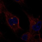 Anti-EXTL1 Antibody