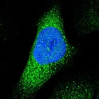 Immunofluorescent staining of human cell line U-2 OS shows localization to nucleus & vesicles.
