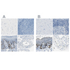 Immunohistochemical staining of human cerebral cortex, lymph node, skin and testis using Anti-DCT antibody HPA010743 (A) shows similar protein distribution across tissues to independent antibody HPA010800 (B).