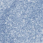 Immunohistochemical staining of human lymph node shows no positivity in germinal center cells as expected.