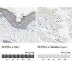 Anti-NECTIN4 Antibody