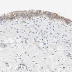 Anti-NECTIN4 Antibody