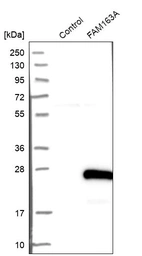 Western blot analysis in control (vector only transfected HEK293T lysate) and FAM163A over-expression lysate (Co-expressed with a C-terminal myc-DDK tag (~3.1 kDa) in mammalian HEK293T cells, LY406589).