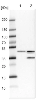 Lane 1: NIH-3T3 cell lysate (Mouse embryonic fibroblast cells)_br/_Lane 2: NBT-II cell lysate (Rat Wistar bladder tumour cells)