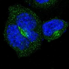 Immunofluorescent staining of human cell line A-431 shows localization to cytosol & the Golgi apparatus.