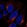 Anti-CDHR1 Antibody