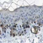 Immunohistochemical staining of human skin using Anti-DCT antibody HPA010800.