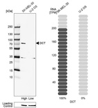 Western blot analysis in human cell line SK-MEL-30 and human cell line U-2 OS.