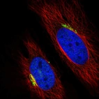 Immunofluorescent staining of human cell line HeLa shows localization to the Golgi apparatus.