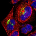 Immunofluorescent staining of human cell line A-431 shows localization to the Golgi apparatus.