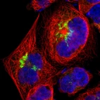 Immunofluorescent staining of human cell line A-431 shows localization to the Golgi apparatus.