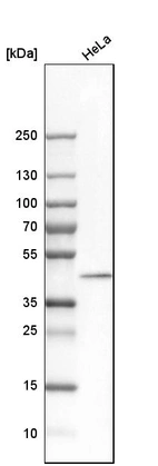 Western blot analysis in human cell line HeLa.