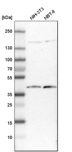 Western blot analysis in mouse cell line NIH-3T3 and rat cell line NBT-II.