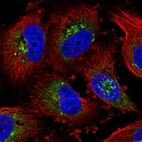 Immunofluorescent staining of human cell line U-251 MG shows localization to the Golgi apparatus.