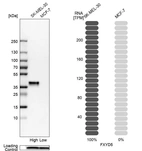 Western blot analysis in human cell lines SK-MEL-30 and MCF-7 using Anti-FXYD5 antibody. Corresponding FXYD5 RNA-seq data are presented for the same cell lines. Loading control: Anti-PFN1.