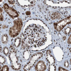 Immunohistochemical staining of human kidney shows moderate to strong nuclear positivity in cells in glomeruli and tubules.
